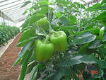 Dolmy dolma dolma pepper Dolmy F1 500seeds Elanko