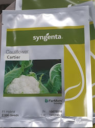 Seminte de conopida Cartier F1 2500 seminte (Syngenta) 110-120 zile