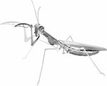 Fascinations Praying Mantis Metal Modeling Figure 11.8x8.9x3.9cm.