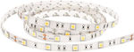 Eurolamp LED Streifen Versorgung 12V RGB Länge 5m und 60 LED pro Meter SMD5050