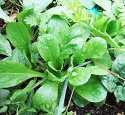 Σπόρος Βαλεριάνα 8gr. Ποικιλία ημιπρώιμη με εξαιρετική ανάπτυξη, μεγάλα φύλλα και τρυφερά. Καλή ανθεκτικότητα στο κρύο και εξαιρετική γεύση.