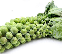 Brussels Sprout Seeds 5gr (12719). Variety with dark green leaves. Very productive with medium-sized fruits