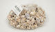 Faitakis Pack Decorative Element for Wedding Favors Beige Decorative Seashells Melonzena No13 0.5kg 1pcs