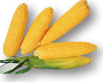 Sweet Corn Turbine F1 | sack. 5000 seeds