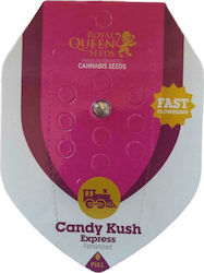 Royal Queen Seeds - Candy Kush Express - 1 seed