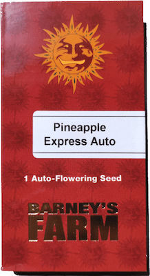 Barneys - Pineapple Express Auto - 1 seed