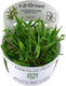 Tropica Cryptocoryne Wendtii Cryptocoryne Nevil...