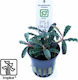Tropica Bucephalandra Kedagang Ζωντανό Φυτό Ενυ...