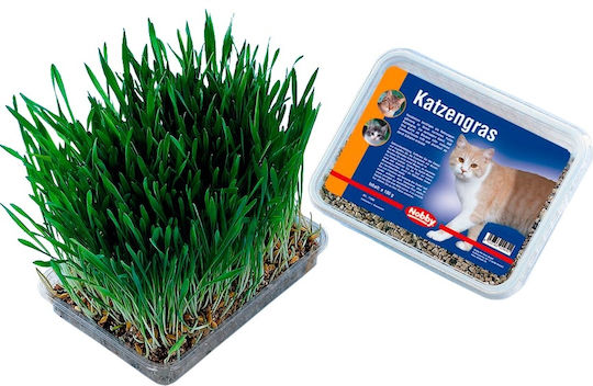 Nobby Grass Cat Grass for Cats 100gr 71900