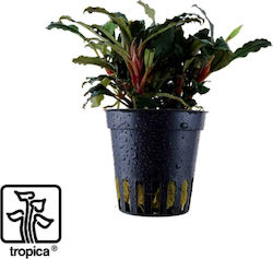 Tropica Bucephalandra Sp. Bucephalandra Tropica Bucephalandra Sp. Bucephalandra