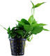 Tropica Anubias Barteri Nana Large Live Aquarium Plant Anubias Barteri