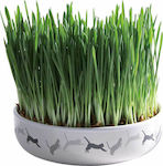 Trixie Grass Ceramic Plate 15x4cm for Adult Cats 50gr 42341