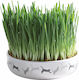 Trixie Grass Plate Ceramic 15x4cm for Adult Cats 50g