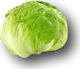 Hazera Seeds Lettuce Iceberg Green 5000pcs
