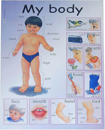 Next Bauklötze Kinderposter Mein Körper 50x70cm