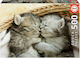 Sweet Kittens Puzzle 2D 500 Pieces