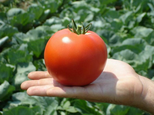 Hazera Primadona F1 Seeds Tomatoς 1000pcs