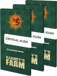 Barneys Farm Critical Kush Seeds Cannabis