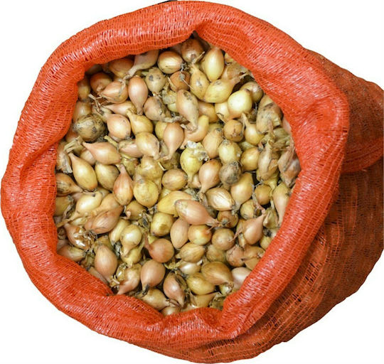Gemma Bulb Ceapă Kokkari Maro 1kg