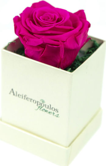 Παντοτινό Τριαντάφυλλο Φούξια σε Κουτί Aleiferopoulos Flowers Παντοτινό Τριαντάφυλλο Φούξια σε Κουτί Aleiferopoulos Flowers