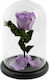 Eternal Rose Baby Lili 22cm in Yala Aleiferopoulos Flowers