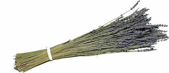 Dried Plant Lavender