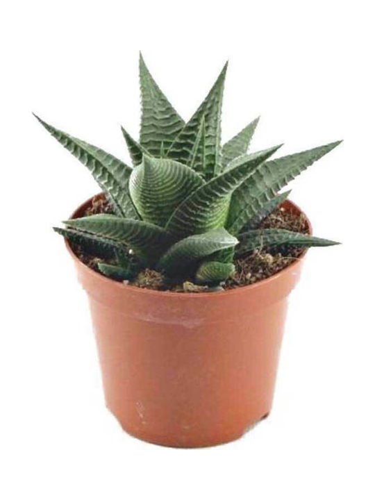 Haworthia Cactus Limifolia 5.5cm