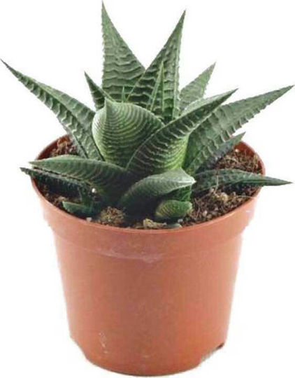 Haworthia Limifolia 5.5cm