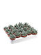 Echeveria Hookeri 5.5cm