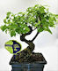 Φυτό Ligustrum Sinense