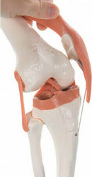 Knee joint model (Knee joint model)