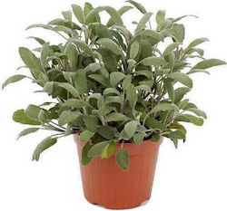 OEM Salbei (Salvia officinalis)