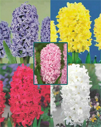 Gemma Zwiebeln Hyacinthus Mangekyō 5Stück