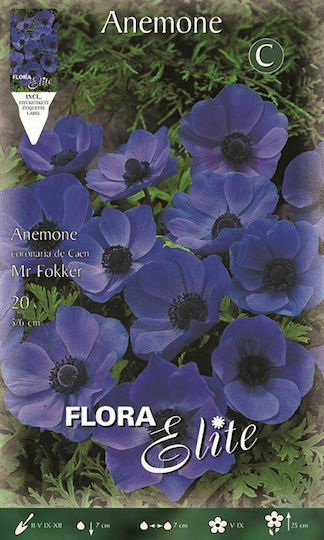 Gemma Zwiebeln Anemone Mangekyō 20Stück