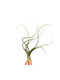 Airplants Airplant Tillandsia Baileyi Indoor Height 12cm