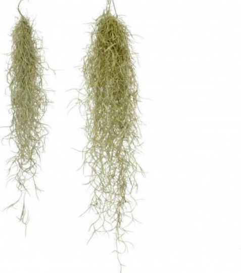 Αερόφυτο Tillandsia Usneoides Εσωτερικού Χώρου Terrarium