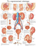 Ανατομικός Χάρτης: Το Ουροποιητικό Σύστημα