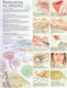 Ανατομικός Χάρτης: Κατανοώντας τις Αλλεργίες