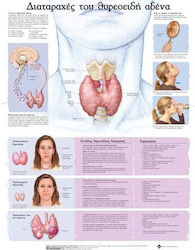 Ανατομικός Χάρτης: Διαταραχές του Θυροειδούς Αδένα
