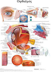 Ανατομικός Χάρτης: Οφθαλμός