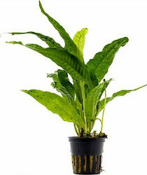 SonGrow Microsorum Pteropus Pot Microsorum Live Aquarium Plant 20475