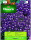 Vilmorin Semințe Alysso dulce Purple
