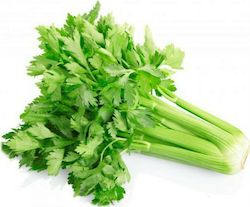 Celery RUMBA 10.000 seeds