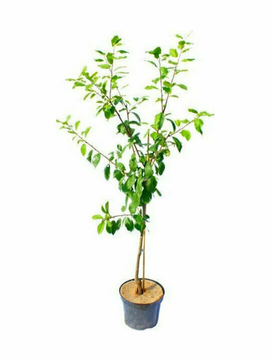 OEM Δαμασκηνιά Δέντρο (Prunus domestica) - 4 lt - 2-4