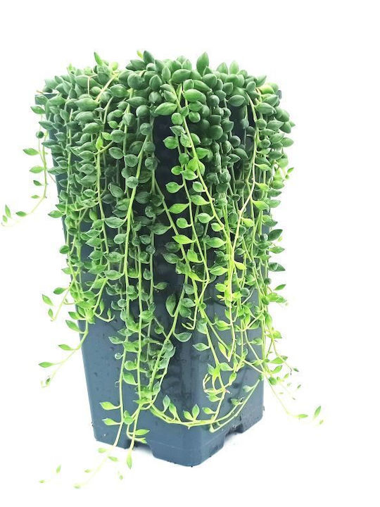 Senecio - String of Pearls!