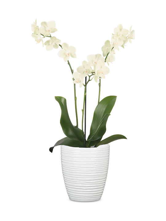 Scheurich Orchid-Alaska Weiss 669