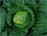 Syngenta Kevin Seeds Cabbage 2500pcs