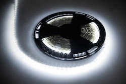Rebel LED-Streifen 12V mit Kaltweiß Licht 25m Rebel LED-Streifen 12V mit Kaltweiß Licht 25m