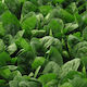 Fytro seeds Seeds Spinach Green 100000pcs