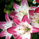 Lilium Fragrant Lollypop Packet of 2 Bulbs